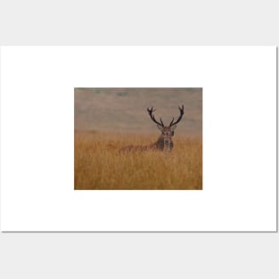 Red deer in grass big moor derbyshire peak district Posters and Art